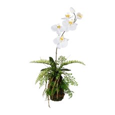 Orchideen-Farn-Arrangement,