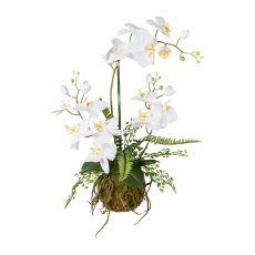 Orchideen-Farn-Arrangement,