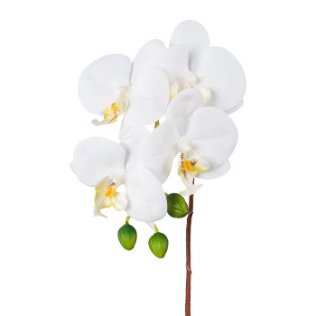 Phalaenopsis, 44 cm, White,