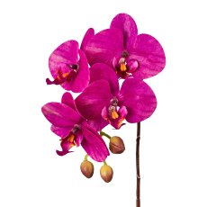 Phalaenopsis, 44cm, orchidee, Real Touch