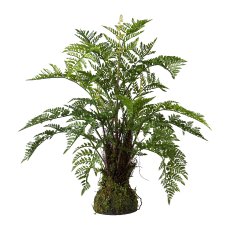 Fern On Moss Bales, 65 x 70 cm