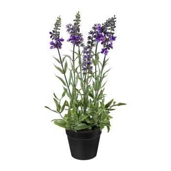 Lavender In Pot, 30cm Lavender in pot, 30cm, 1/poly