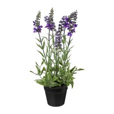 Lavender In Pot, 30cm Lavender in pot, 30cm, 1/poly