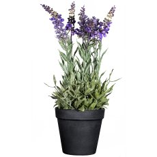 Lavender In Pot, 35 cm