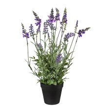 Lavender In Pot, 48cm Lavender in pot, 48cm