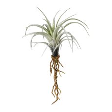 Minitillandsia with Roots, 22cm