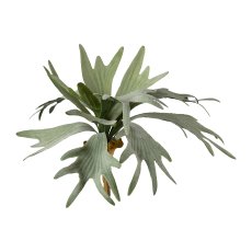 Staghorn fern