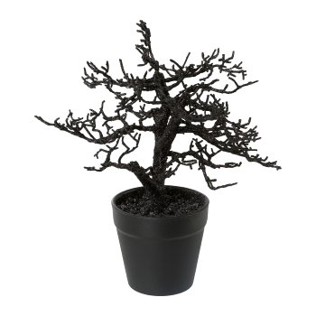 Hornbeam In Pot, 24cm, Black