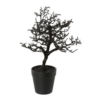 Hornbeam In Pot, 28cm, Black