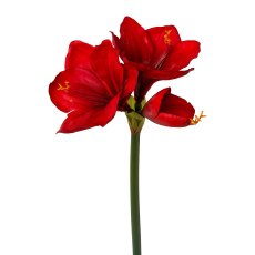 Amaryllis, 68 cm, Red, Real