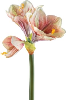 Amaryllis, 68cm, pink pepper, Real Touch