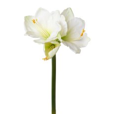 Amaryllis, 68 cm, White, Real