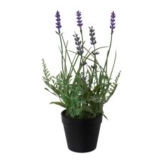 Lavender In Pot, 25 cm