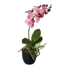 Phalaenopsis im Topf, 35cm,