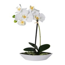 Phalenopsis In Oval Bowl, 30