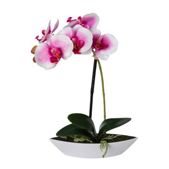 Phalaenopsis in oval bowl, 30cm, white-lilac