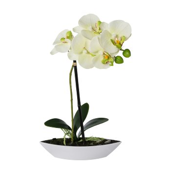 Phalaenopsis in oval bowl, 30cm, green