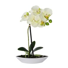 Phalaenopsis in Schale oval, 30cm, grün