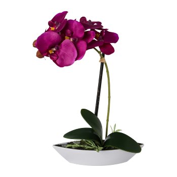 Phalaenopsis in oval bowl, 30cm, purple