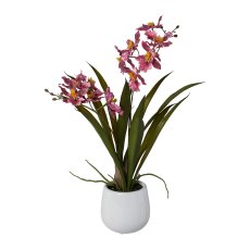 Gambia Orchid In Ceramic Pot,