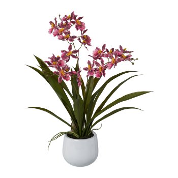 Cambria-Orchidee im Keramiktopf, 50cm, dunkelrosa
