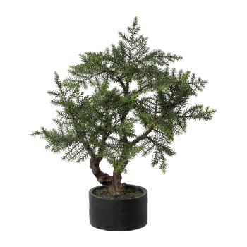 Bonsai fir, 73cm, green