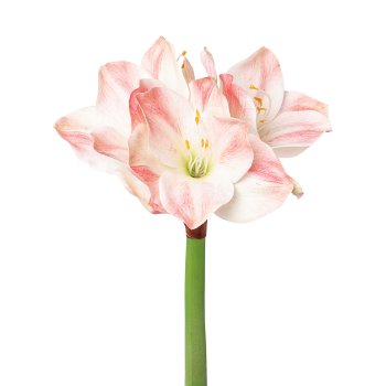 Amaryllis, 56cm, rosa