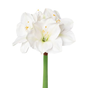 Amaryllis, 56cm, White Amaryllis, 56cm, white