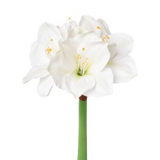 Amaryllis, 56 cm, weiß