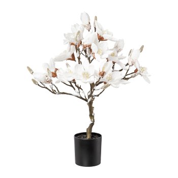 Magnolia Tree Snowed In, 58cm
