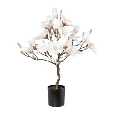 Magnolienbaum beschneit, 58