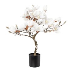 Magnolienbaum beschneit, 20