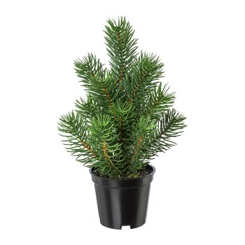 Fir tree in pot, 22cm