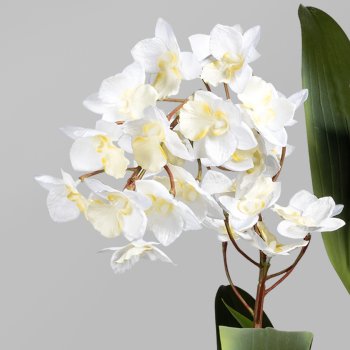 Dendrobie, 61cm, white, in black pot