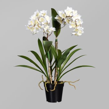 Dendrobie, 61cm, white, in black pot