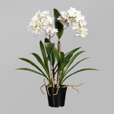 Dendrobie, 61cm, white, in black pot