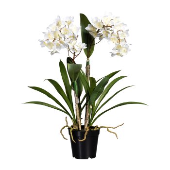 Dendrobie, 61cm, white, in black pot