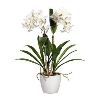 Dendrobie, 61cm, white, in black pot