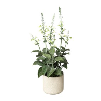 Salvia in cement pot, 45cm, white