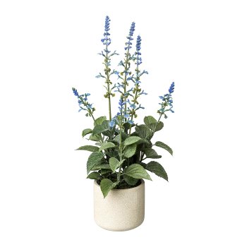 Salvie In Cement Pot, 45cm, Blue