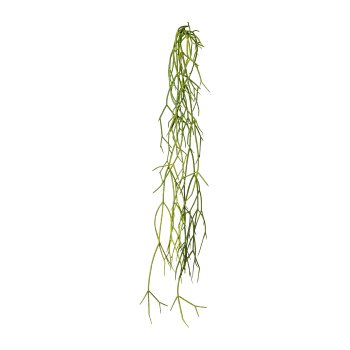 Rhipsalis hanger, 61cm, green