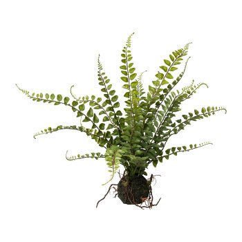 Fern in bale