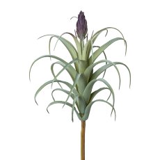 Tillandsie mit Blüte, 23 cm,