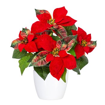 Poinsettia bush x5,ca 38cm,red in ceramic pot 11cm white w.moss