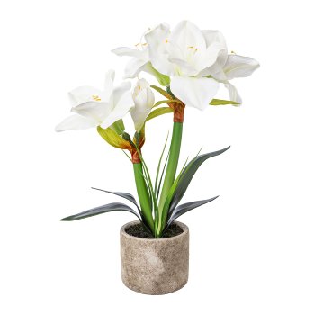 Amaryllis im Zementtopf, 42 cm, weiß