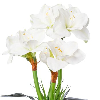 Amaryllis im Zementtopf, 55 cm, weiß