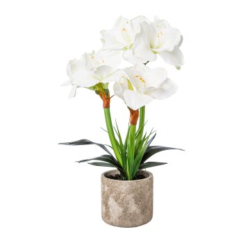 Amaryllis im Zementtopf, 55 cm, weiß