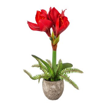Amaryllis in cement pot, 35cm, red