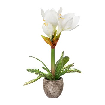 Amaryllis in cement pot, 35cm, white