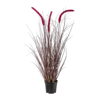 Pennisetum rubrum im Topf, 73 cm, aubergine